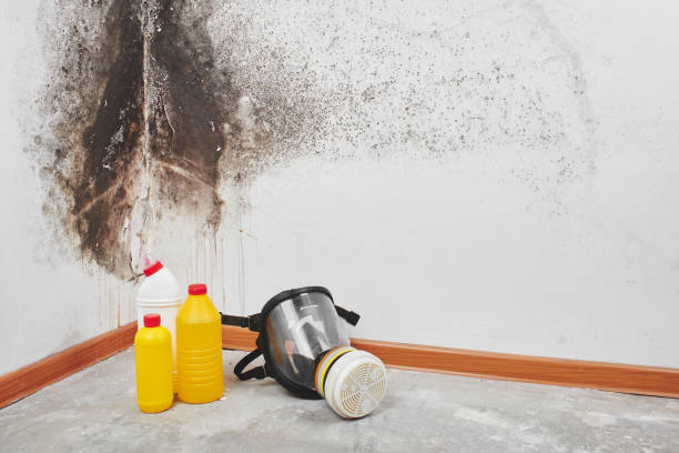 Best Mold Remediation Experts  in Cridersville, OH