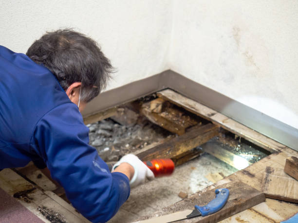 Best Emergency Mold Removal  in Cridersville, OH