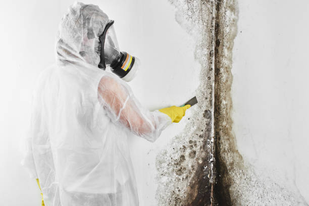 Home Mold Removal in Cridersville, OH