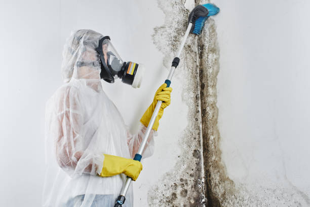 Best Mold Cleaning Services  in Cridersville, OH