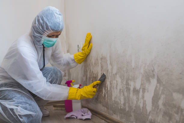 Best Office Mold Removal Services  in Cridersville, OH