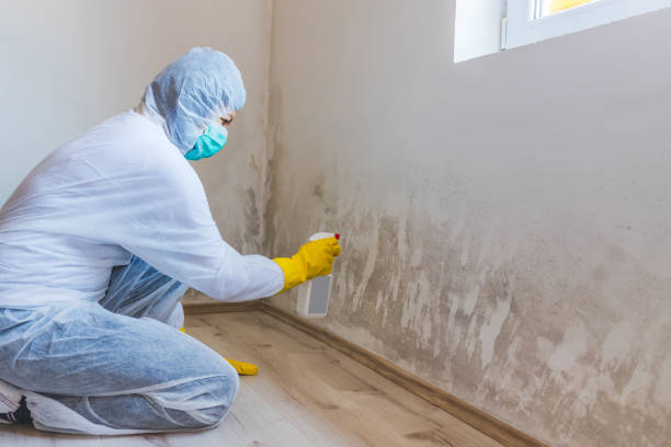 Best Crawl Space Mold Removal  in Cridersville, OH