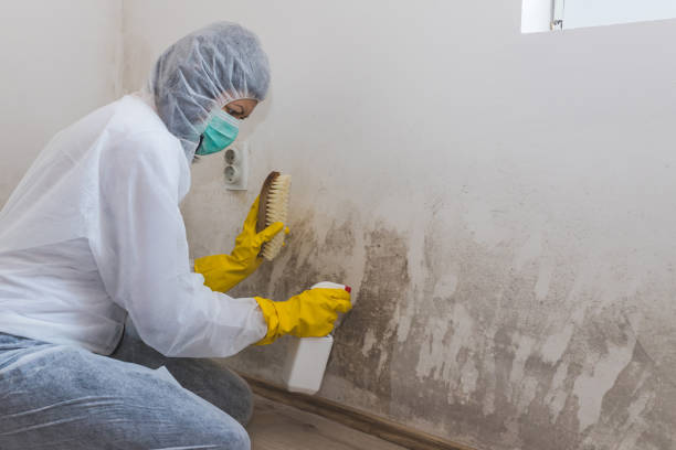 Best Emergency Mold Removal  in Cridersville, OH