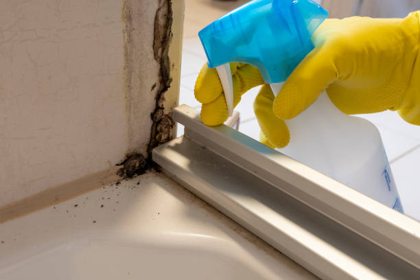 Best Toxic Mold Removal  in Cridersville, OH