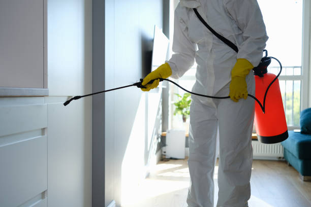 Best Certified Mold Removal  in Cridersville, OH