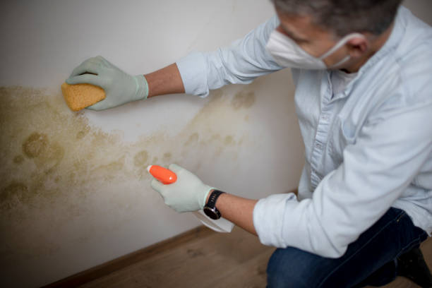 Best Attic Mold Removal  in Cridersville, OH