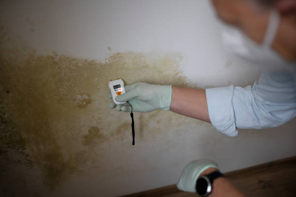 Best Commercial Mold Removal  in Cridersville, OH