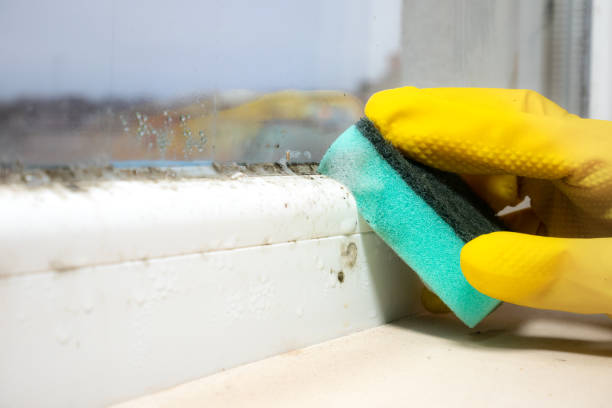 Best Certified Mold Removal  in Cridersville, OH