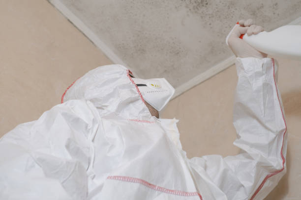 Best Mold Damage Repair  in Cridersville, OH