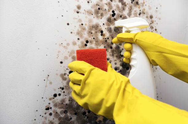 Best Fast Mold Removal  in Cridersville, OH