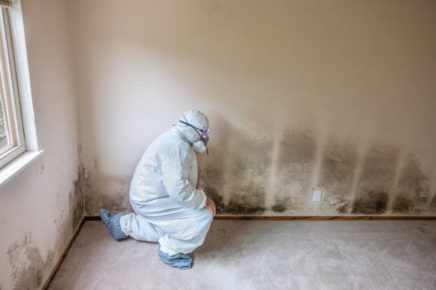 Best Local Mold Removal Service  in Cridersville, OH