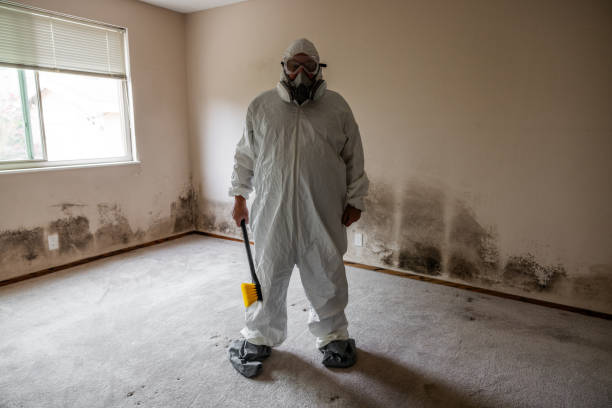 Best Mold Damage Repair  in Cridersville, OH