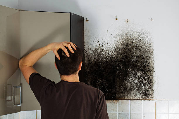 Best Local Mold Removal Service  in Cridersville, OH