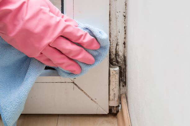Best Mold Remediation  in Cridersville, OH