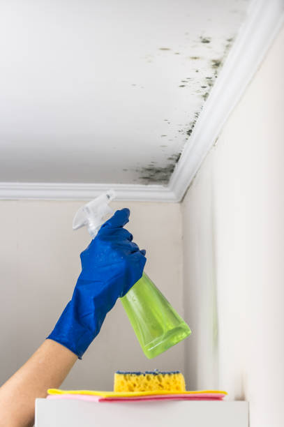 Best Residential Mold Removal  in Cridersville, OH