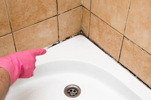 Best Professional Mold Removal  in Cridersville, OH